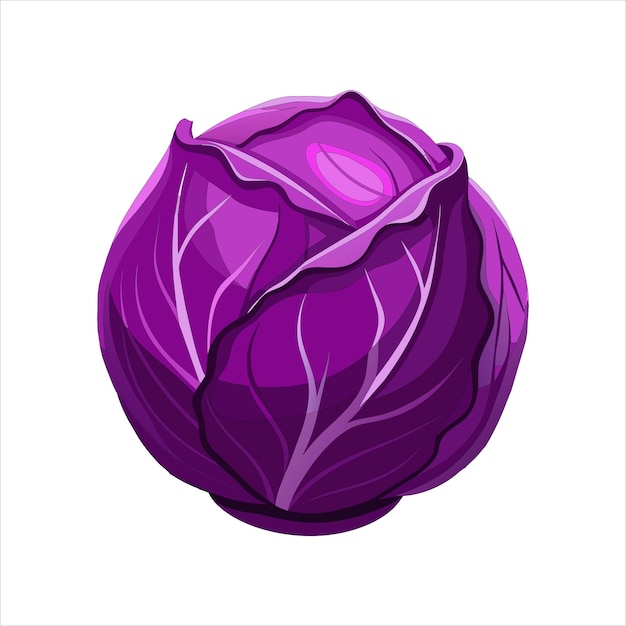 ilustração colorida de repolho roxo