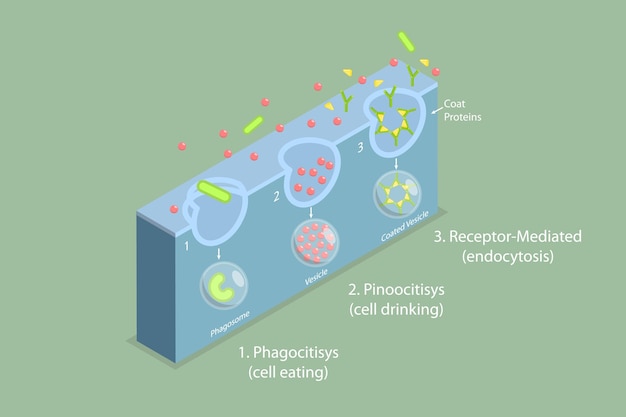 Ilustração conceitual de endocitose por vetor plano isométrico 3D