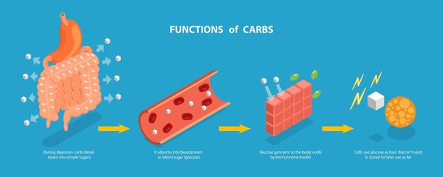 Ilustração conceitual de funções de carboidratos de vetor plano isométrico 3D