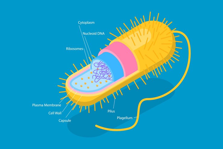 Vetor ilustração conceitual de vetor plano isométrico 3d da estrutura anatômica das bactérias de arqueobactérias