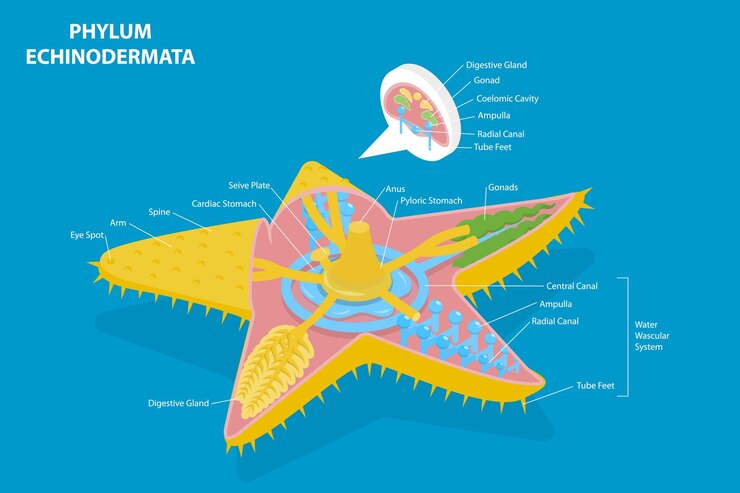 Vetor ilustração conceitual de vetor plano isométrico 3d do phylum echinodermata