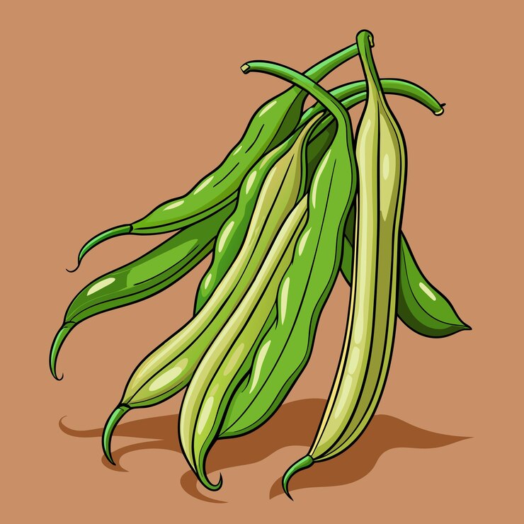 Vetor ilustração culinária de vegetais vetoriais de feijão de jardim fresco