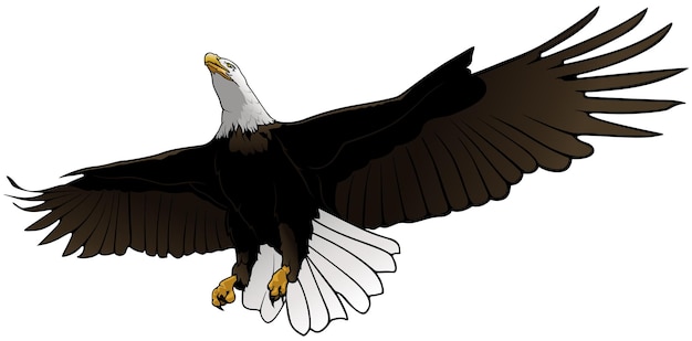 Vetor ilustração da águia careca voadora