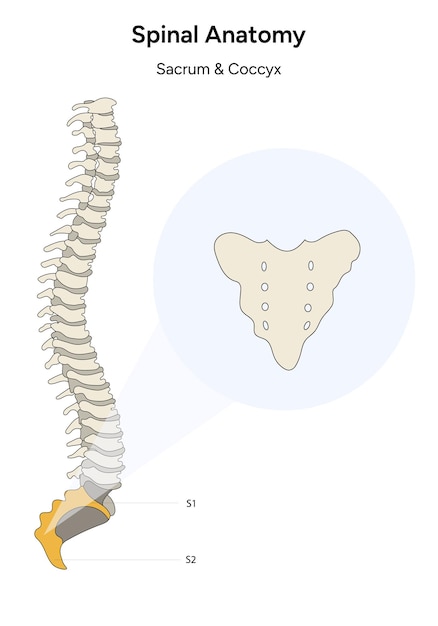 Ilustração da anatomia da coluna vertebral humana, sacro e coluna do cóccix