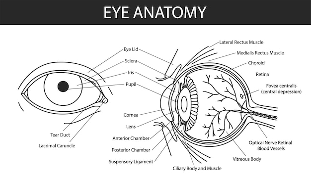 Ilustração da anatomia do olho humano com vasos sanguíneos de fundo branco