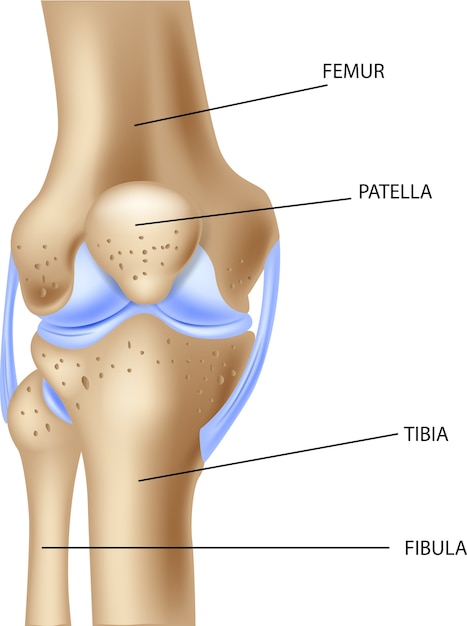 Ilustração da anatomia humana da articulação do joelho