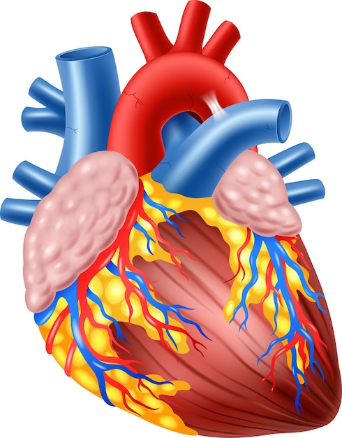 Ilustração da anatomia humana da lareira