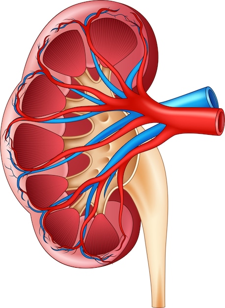 Ilustração da anatomia humana interna do rim