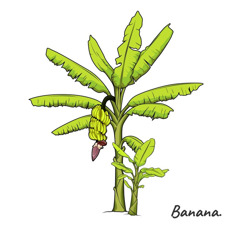 Vetor ilustração da árvore da banana