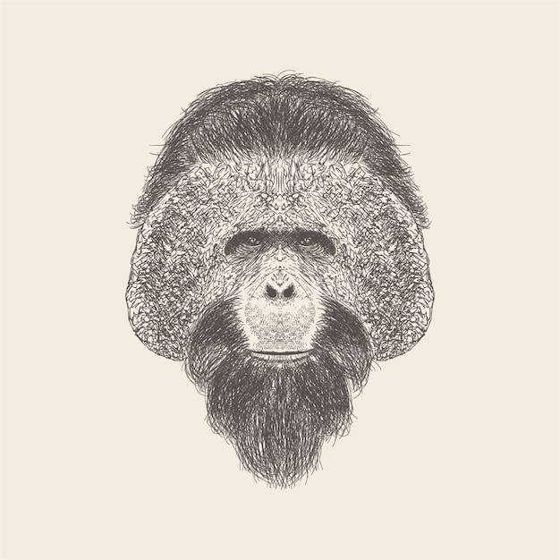 Ilustração da cabeça do chimpanzé, projeto desenhado mão.