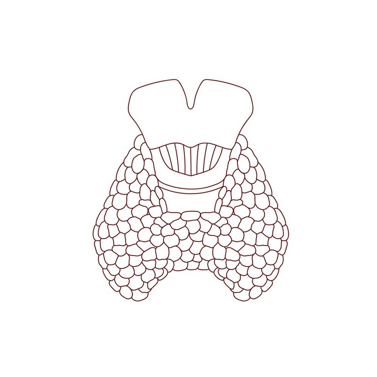 Vetor ilustração da glândula tireoide em um estilo de linha desenhada à mão