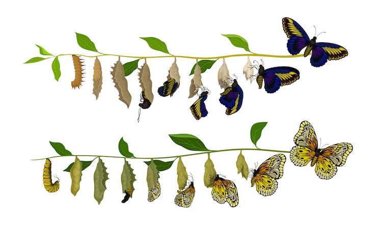 Vetor ilustração da metamorfose da borboleta da lagarta para a espécie vetora de corpo completo