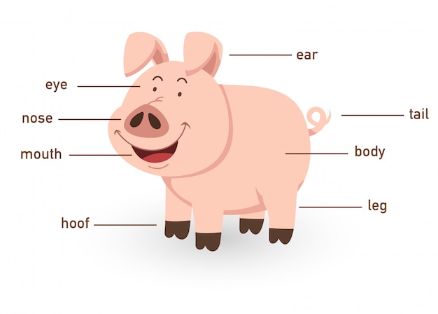 Ilustração da parte do vocabulário de porco do corpo