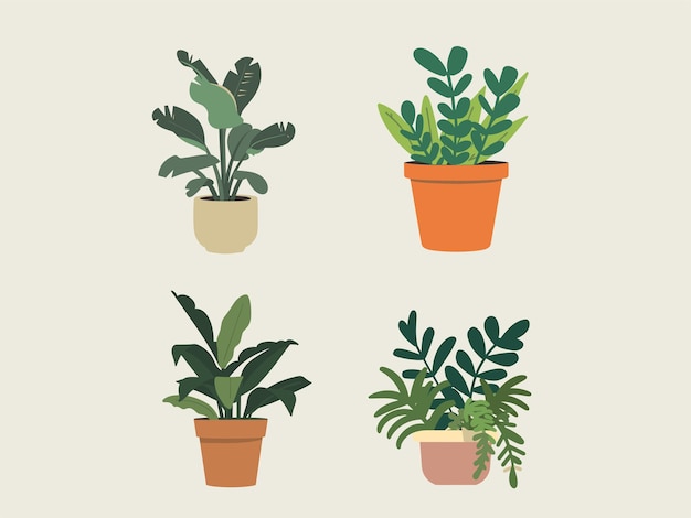 Ilustração da planta Zamioculcas Zamiifolia ZZ
