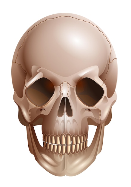 Ilustração da vista frontal do osso do crânio humano