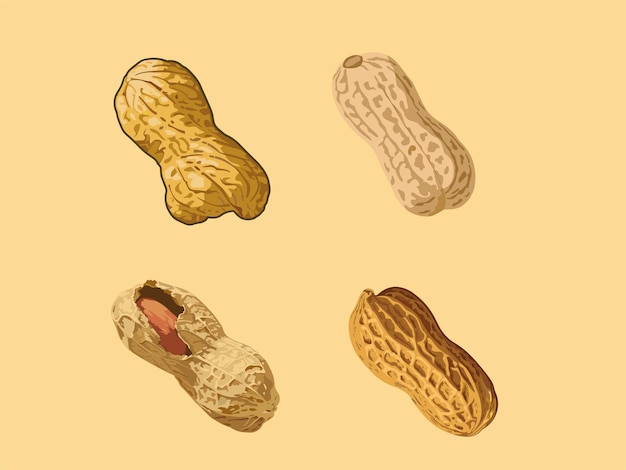 Ilustração de amendoim