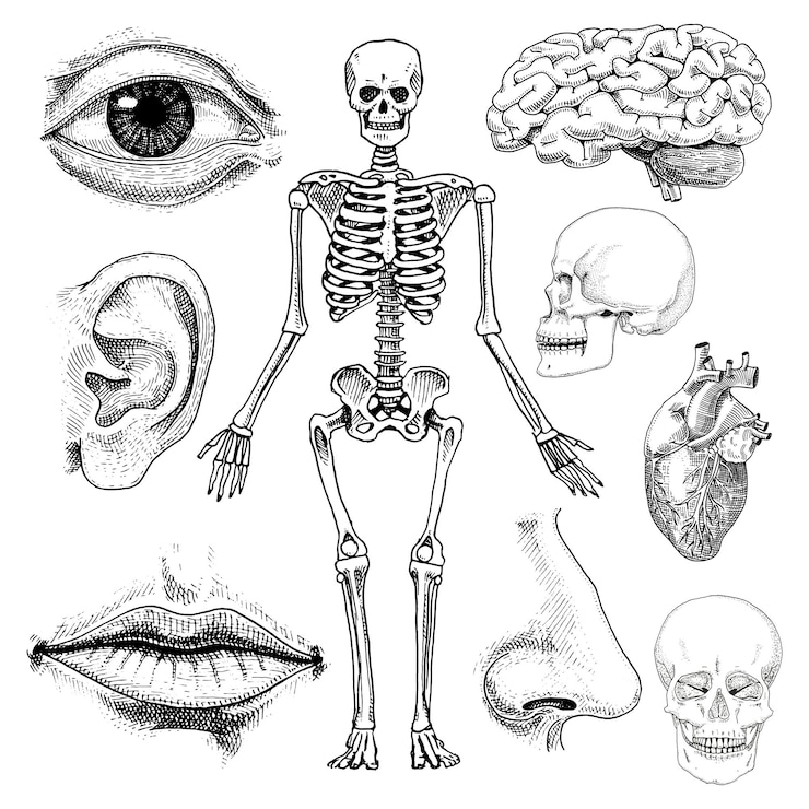 Vetor ilustração de anatomia de biologia humana gravada à mão desenhada em esboço antigo e silhueta de crânio ou esqueleto de estilo vintage ossos dos lábios do corpo e orelha com nariz, cérebro e coração