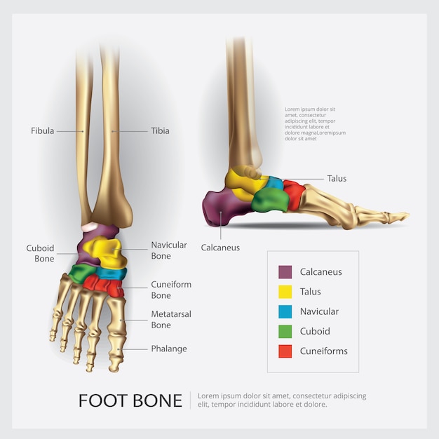 Vetor ilustração de anatomia do osso do pé