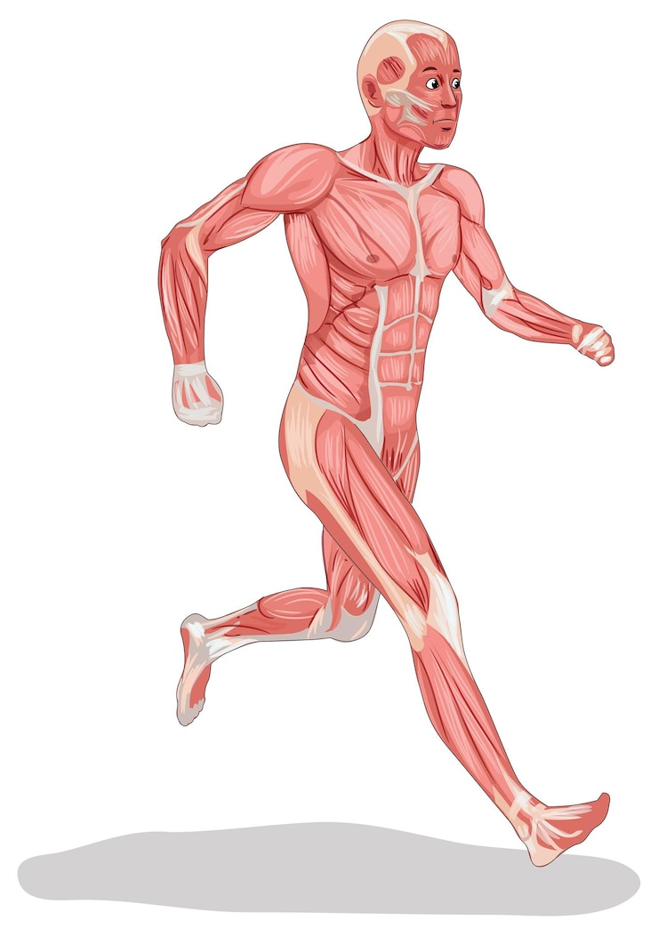 Vetor ilustração de anatomia humana mostrando diferentes sistemas do corpo