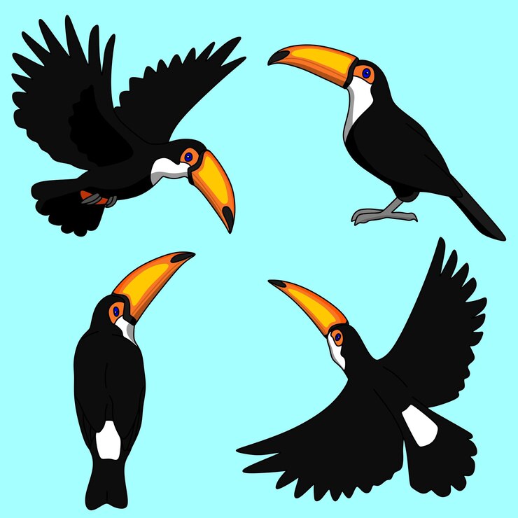 Vetor ilustração de animais, conjunto de desenhos vetoriais de tucanos