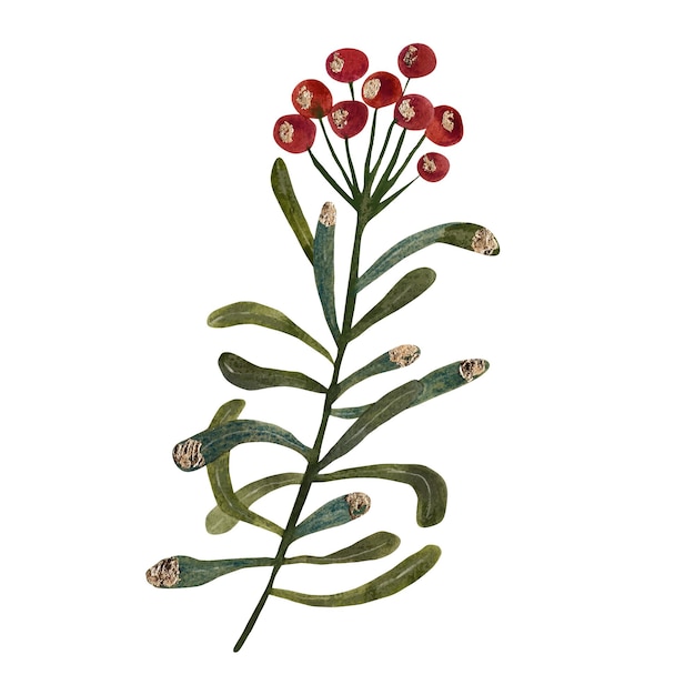 Ilustração de aquarela de galho com bagas vermelhas