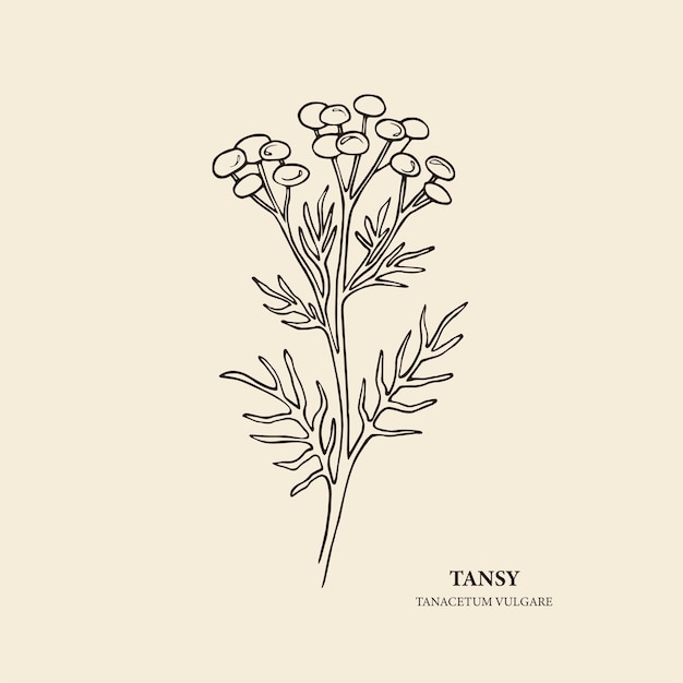 Ilustração de arte de linha tansy