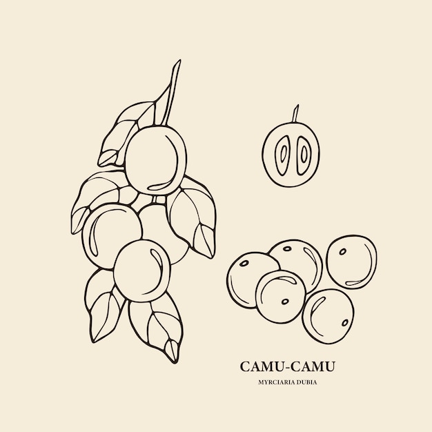 Ilustração de árvore de camu-camu desenhada à mão