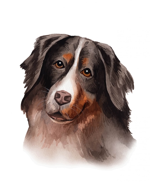 Vetor ilustração de bernese mountain dog pintada à mão em aquarela