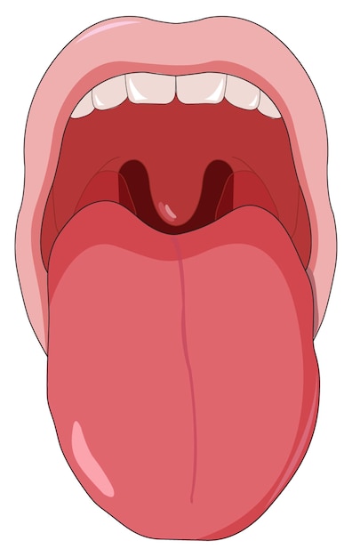 Ilustração de boca mostrando dentes e língua