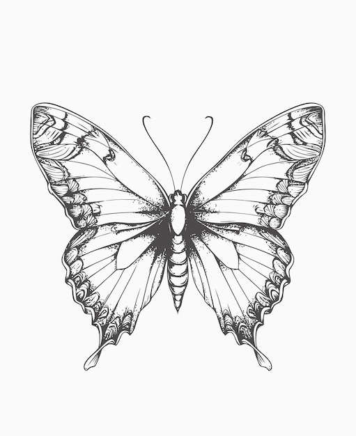 Vetor ilustração de borboleta livro de colorir borboleta