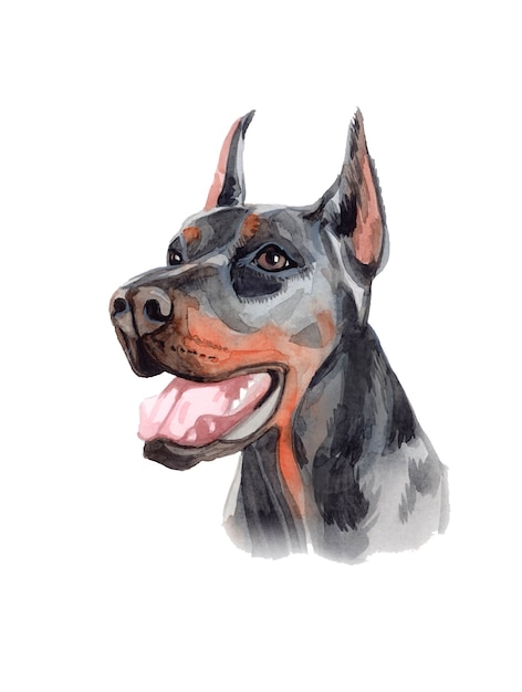 Ilustração de cachorro dobermann pintada à mão em aquarela