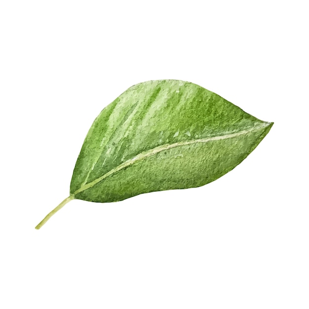 Ilustração de clipart desenhada à mão com folha verde aquarela