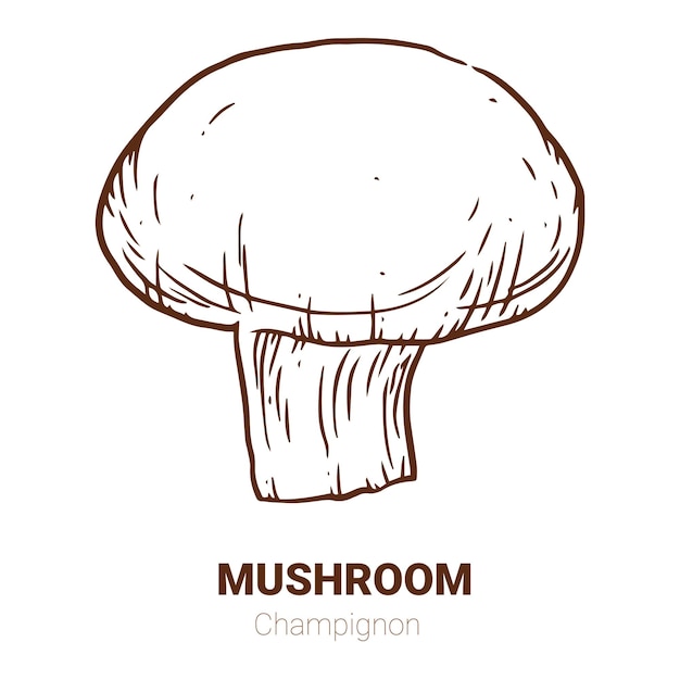 Ilustração de cogumelo champignon desenhada à mão