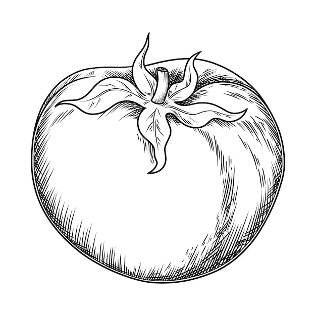 Ilustração de comida de tomate inteiro no estilo de arte de linha gráfica Elemento de contorno vetorial desenhado à mão