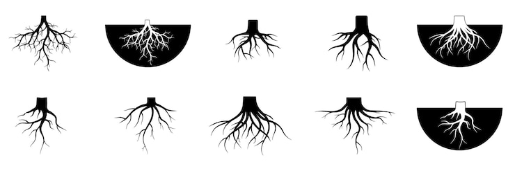 Vetor ilustração de conjunto de vetores de raízes de árvores