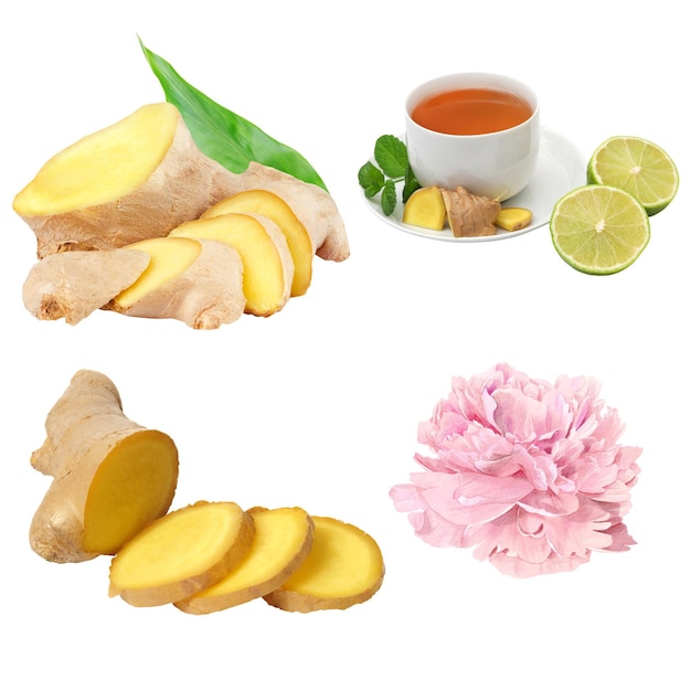 Ilustração de conjunto vetorial livre de uma flor de raiz de gengibre fresca cortada em fatias e chá de gengibre