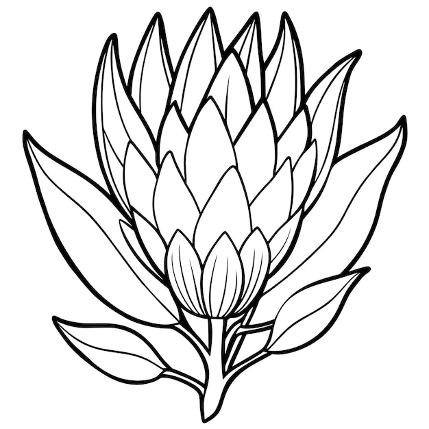 Vetor ilustração de contorno de flor de protea desenho de página de livro de colorir