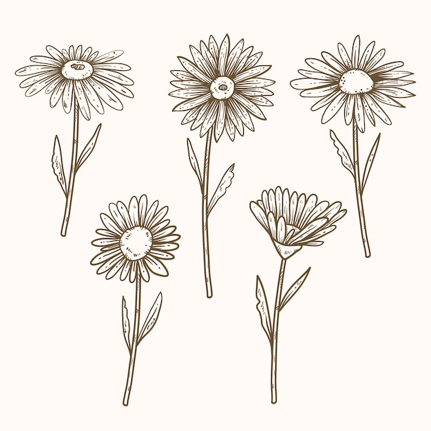 Ilustração de contorno de margarida desenhada à mão