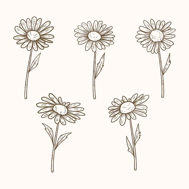 Ilustração de contorno de margarida desenhada à mão