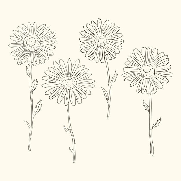Ilustração de contorno de margarida desenhada à mão
