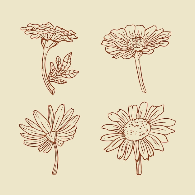 Ilustração de contorno de margarida desenhada de mão