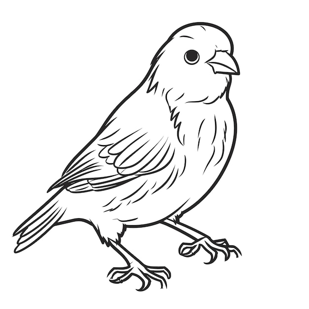 ilustração de contorno de pássaro desenhado à mão Vetor Premium Pássaro fofo para crianças página para colorir