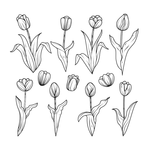 Vetor ilustração de contorno de tulipa desenhada de mão