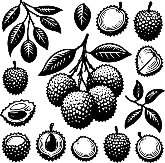 Vetor ilustração de contorno preto de frutas de lício livro de colorir