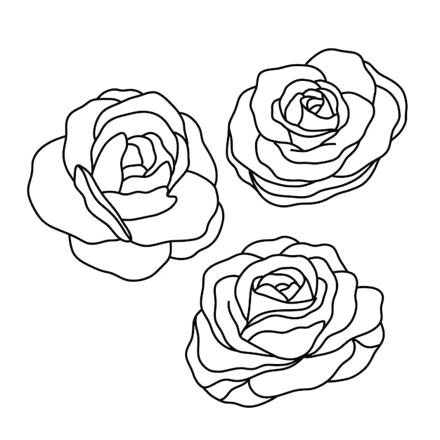 Ilustração de contorno simples da coleção de flores rosas