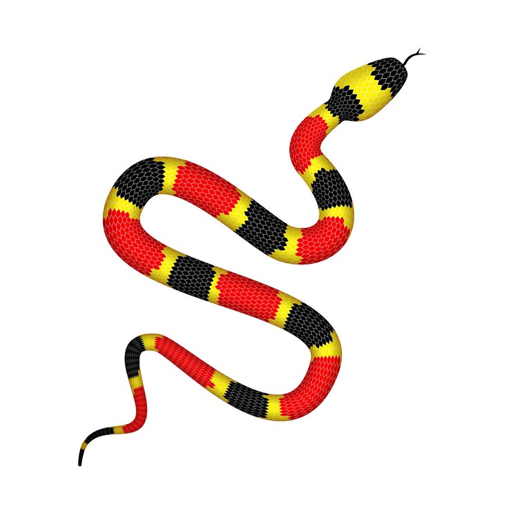 Vetor ilustração de coral snake