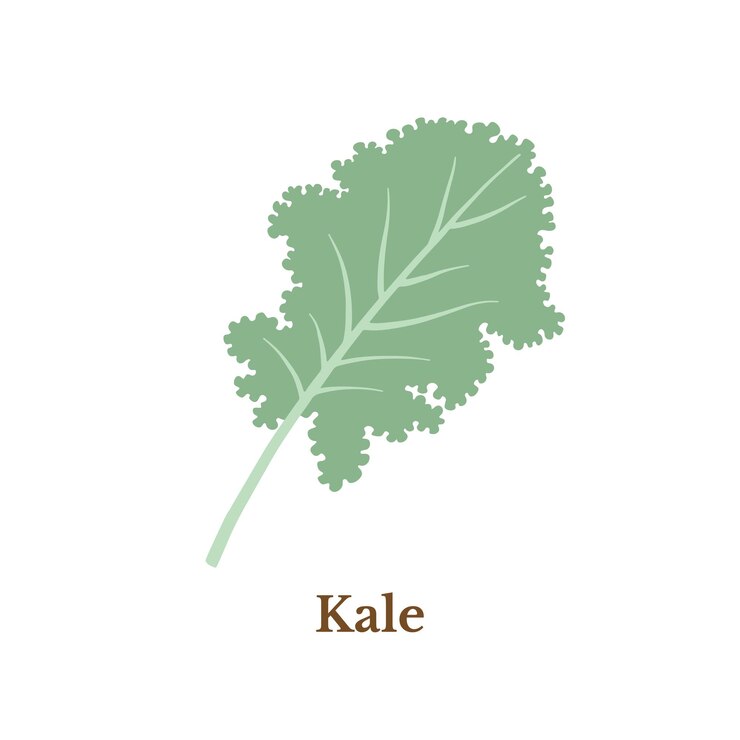 Vetor ilustração de couve vegetal orgânico natural