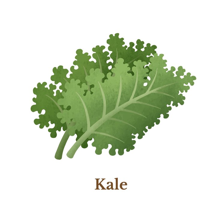 Vetor ilustração de couve vegetal orgânico natural