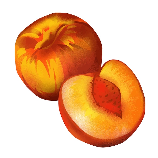 Pêssego Com Folhas. Contorno Com Ponto De Cor Laranja. Nectarina Ou Damasco.  Cartão Para Aprender a Palavra Pêssego Em Inglês Ilustração do Vetor -  Ilustração de colorido, rabisco: 276615542