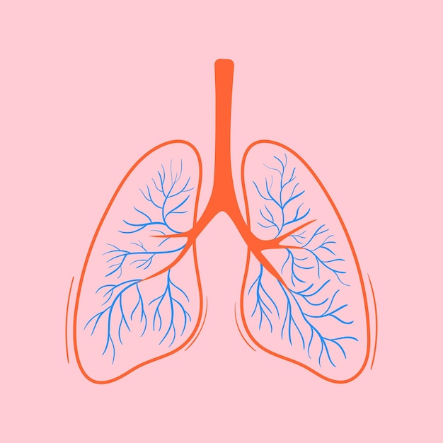 Vetor ilustração de desenho colorido de pulmões vetor desenhado à mão de órgão humano